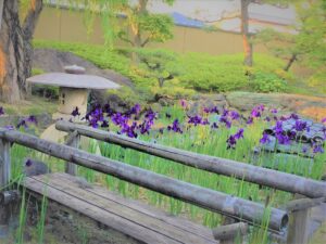 あやめ茶会