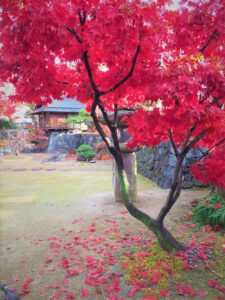 秋のもみじ茶会